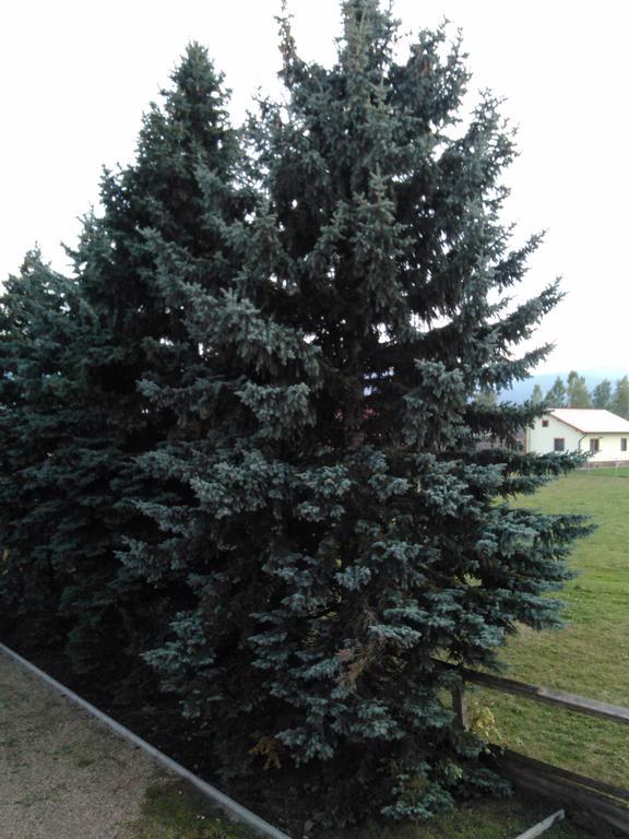 Hotel Ezuestfenyo Agroturisztikai Panzio Borzont Esterno foto